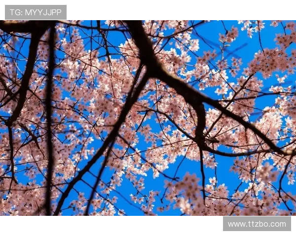 樱花绽放时我们相遇在爱与时光交错的旅程中